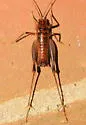 Mississippi Camel Cricket