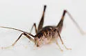 Mississippi Camel Cricket - photo 2