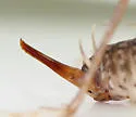 Mississippi Camel Cricket - photo 3