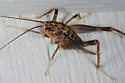 Mississippi Camel Cricket - photo 4
