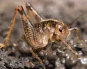 Ceuthophilus nodulosus - photo 2