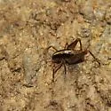 Ceuthophilus pallidipes