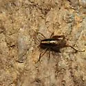Ceuthophilus pallidipes - photo 2