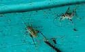 Plains Camel Cricket