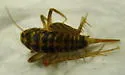 Plains Camel Cricket - photo 2