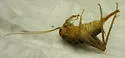 Plains Camel Cricket - photo 3