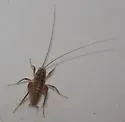 Plains Camel Cricket - photo 4