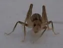 Plains Camel Cricket - photo 5