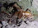 Huachuca Camel Cricket