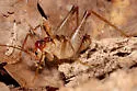 Secluded Camel Cricket
