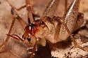 Secluded Camel Cricket - photo 2