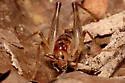 Secluded Camel Cricket - photo 3