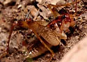 Secluded Camel Cricket - photo 4