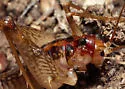 Secluded Camel Cricket - photo 5