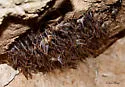 Texas Cave Cricket