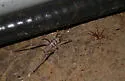 Kentucky Cave Cricket