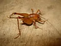 Ceuthophilus uhleri