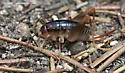 Utah Camel Cricket