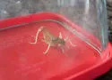 Utah Camel Cricket - photo 2