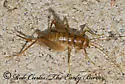 Utah Camel Cricket - photo 3