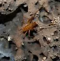 Utah Camel Cricket - photo 4
