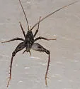 Ceuthophilus variegatus