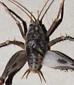Ceuthophilus variegatus - photo 2