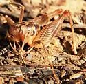 Ceuthophilus variegatus - photo 4