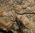 Ozark Cave Cricket