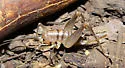 Yavapai Camel Cricket