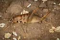 Yavapai Camel Cricket - photo 2