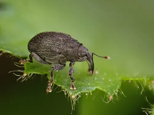 Ceutorhynchus alliariae
