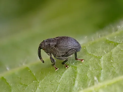 Ceutorhynchus alliariae - photo 2