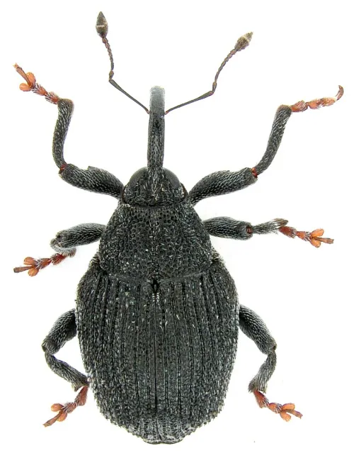 Ceutorhynchus alliariae - photo 3