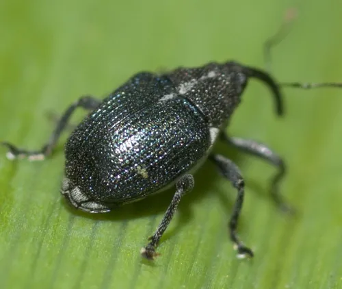 Ceutorhynchus americanus
