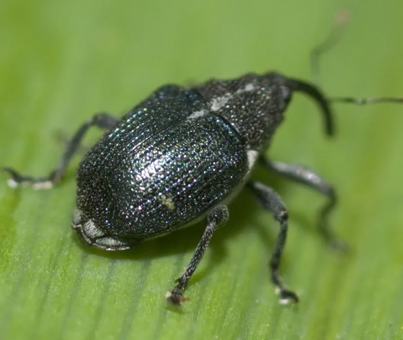 Ceutorhynchus americanus - photo 2