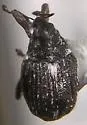 Ceutorhynchus anthonomoides