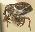 Ceutorhynchus anthonomoides - photo 2