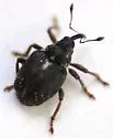 Ceutorhynchus anthonomoides - photo 3
