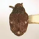 Ceutorhynchus disturbatus