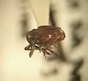 Ceutorhynchus disturbatus - photo 2