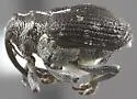 Ceutorhynchus erwini - photo 2