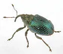 Ceutorhynchus erysimi