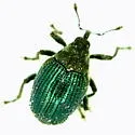 Ceutorhynchus erysimi - photo 2