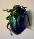 Ceutorhynchus erysimi - photo 3