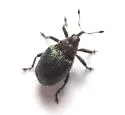 Ceutorhynchus erysimi - photo 4