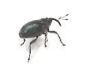 Ceutorhynchus erysimi - photo 5