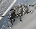 Ceutorhynchus inaffectatus - photo 2