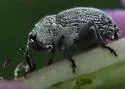 Ceutorhynchus inaffectatus - photo 4