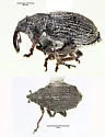 Ceutorhynchus lecontei - Ceutorhynchus lecontei